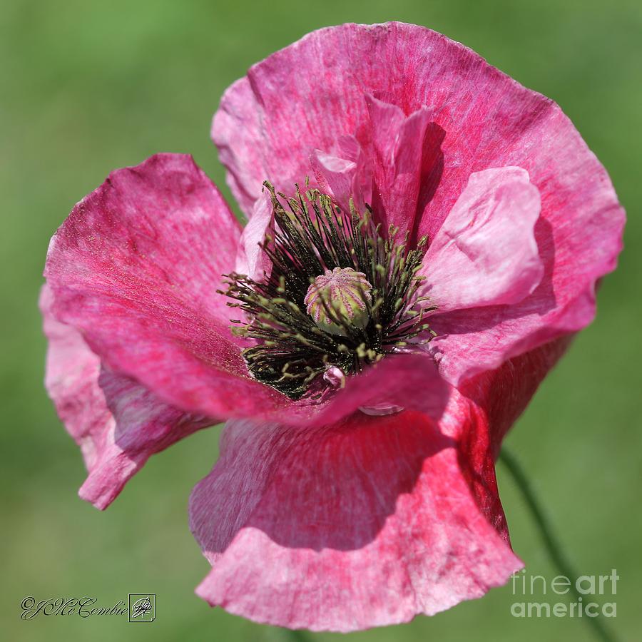 Single Merlot Rose Wine Poppy from the Angels Choir Mix Photograph by J McCombie