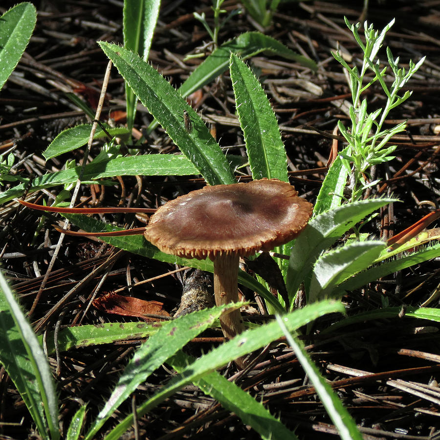 Single Mushroom Photograph by Laurel Powell