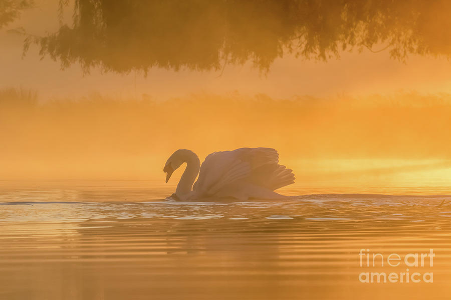 Anatidae Photograph - Single Mute Swan - Cygnus olor - on orange golden pond at sunrise by Paul Farnfield Anatidae Photograph - Single Mute Swan - Cygnus olor - on orange golden pond at sunrise by Paul Farnfield