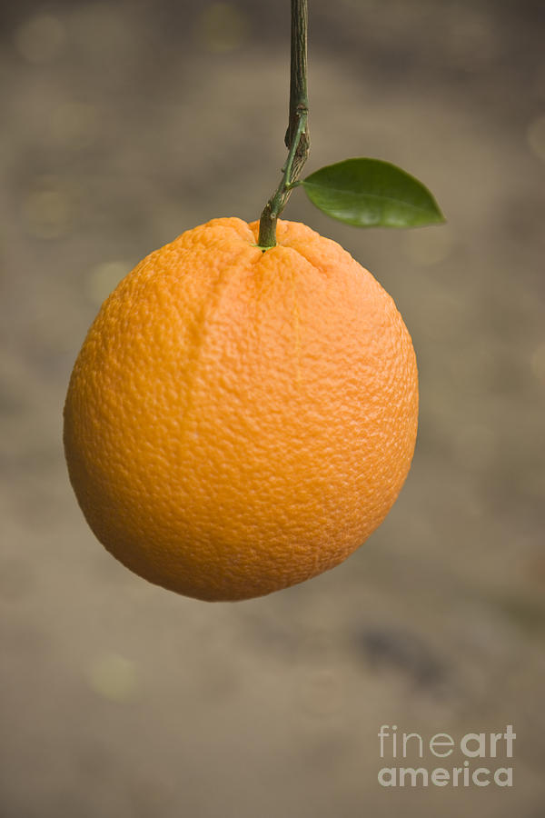 Single Navel Orange Photograph by Inga Spence