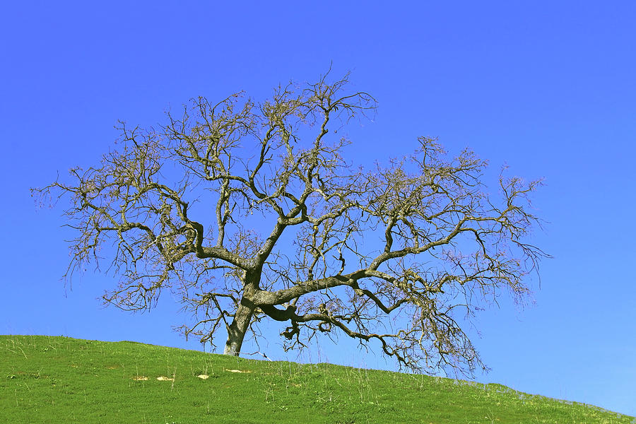 single oak tree near water