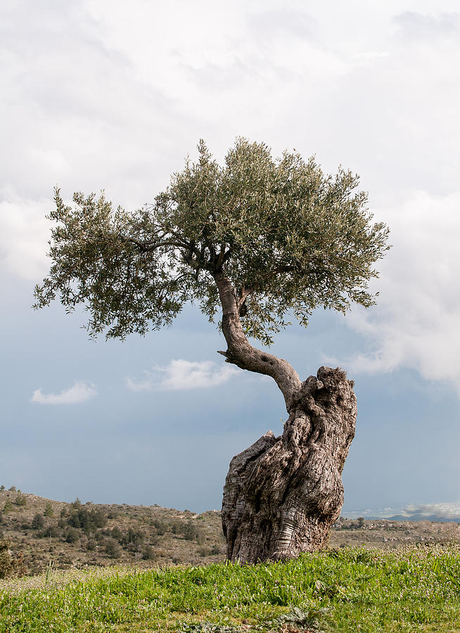 Single Olive tree Photograph by Michalakis Ppalis