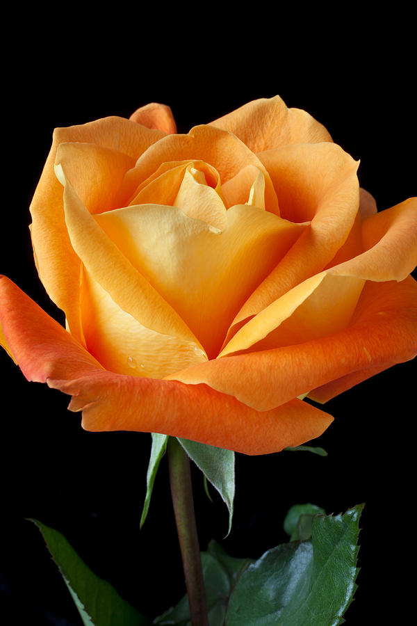 Image of Single orange rose