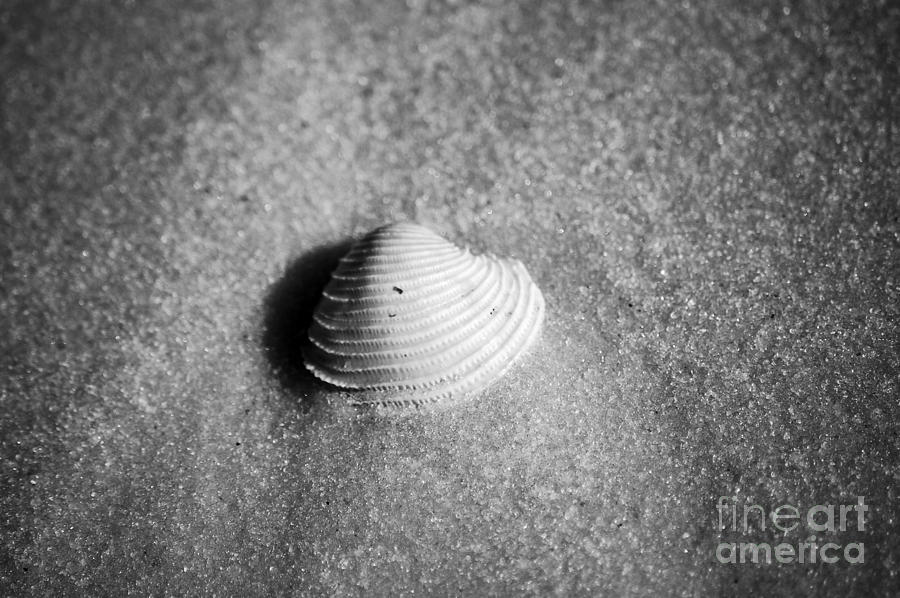 Single Orange White Sea Shell Macro on Fine Sand Black and White Photograph by Shawn OBrien