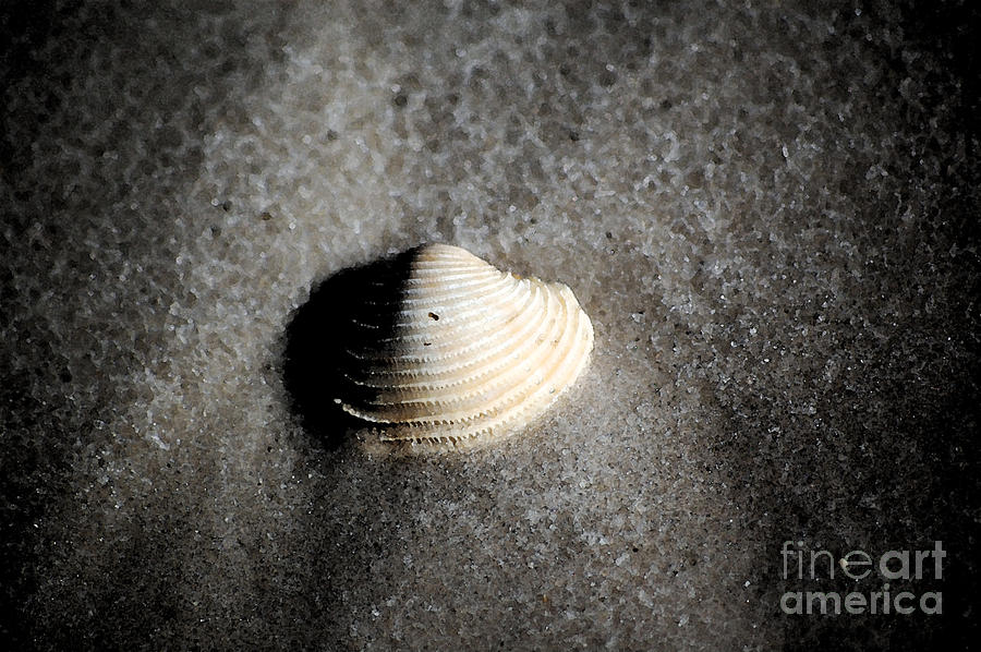 Single Orange White Sea Shell Macro on Fine Sand Fresco Digital Art Photograph by Shawn OBrien