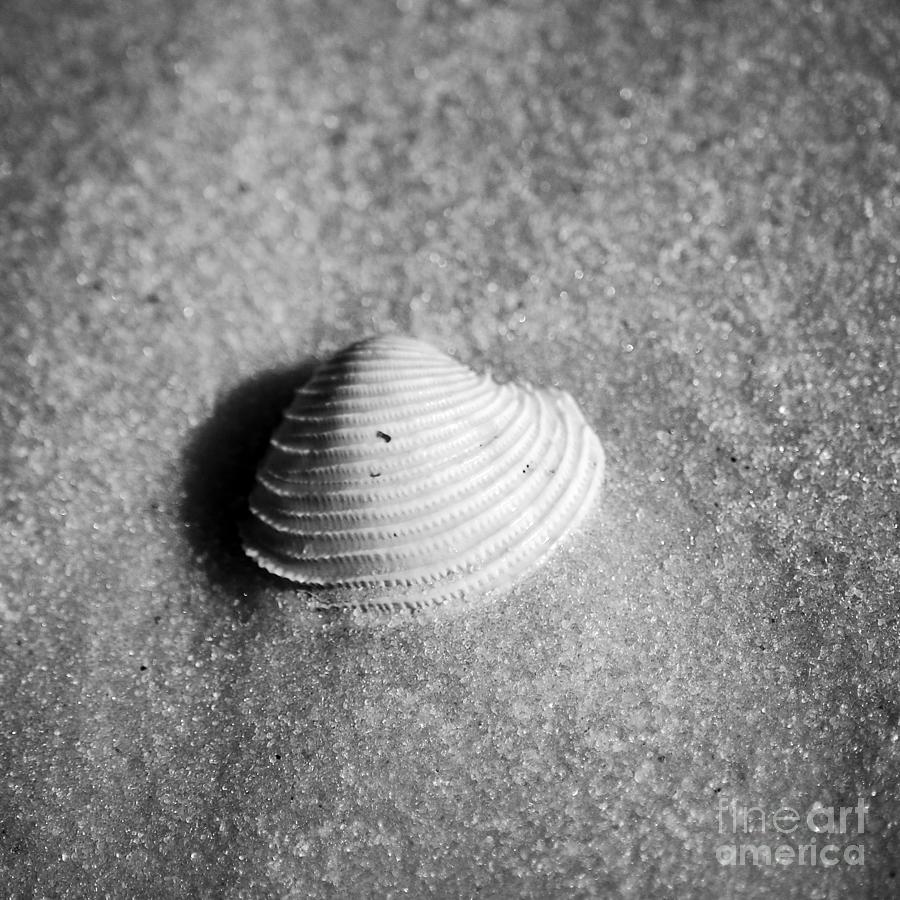 Single Orange White Sea Shell Macro on Fine Sand Square Format Black and White Photograph by Shawn OBrien
