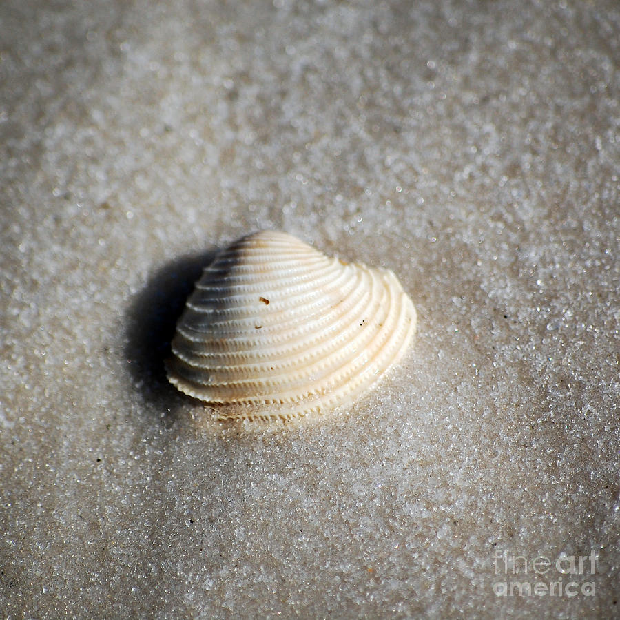 Single Orange White Sea Shell Macro on Fine Sand Square Format Photograph by Shawn OBrien