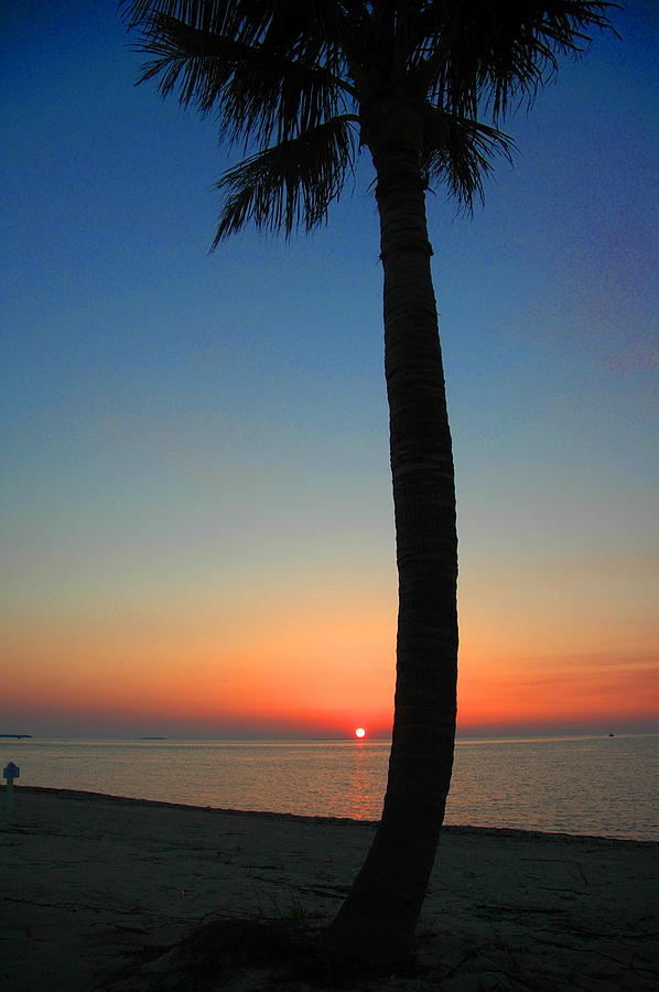 Single Palm And Sunset Photograph By Susanne Van Hulst