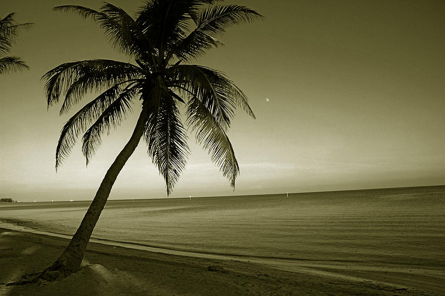 Palm Tree Photograph - Single palm at the beach by Susanne Van Hulst