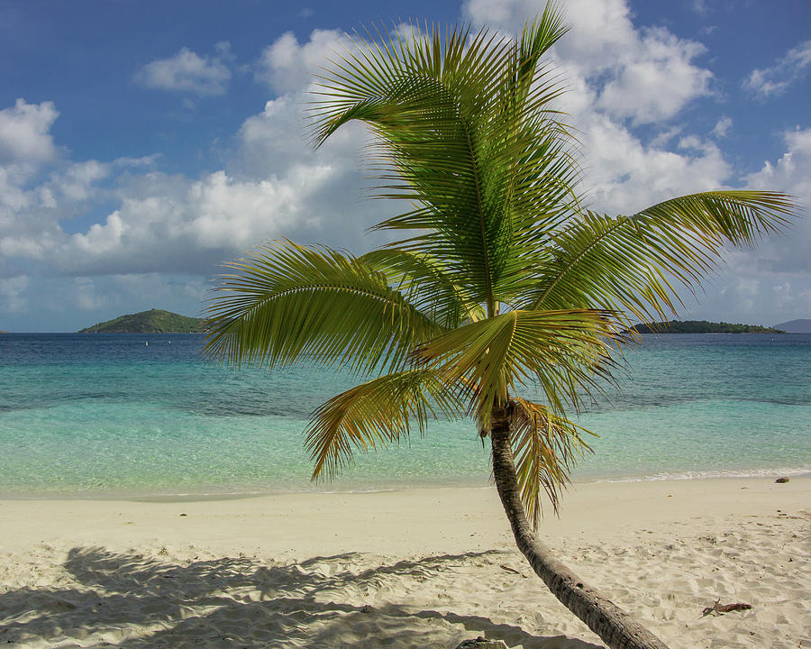 Single Palm Tree in Caribbean Photograph by Kelly VanDellen