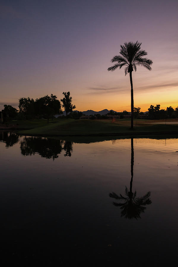 Single Palm Tree Reflection at Sunrise Photograph by Anthony Doudt