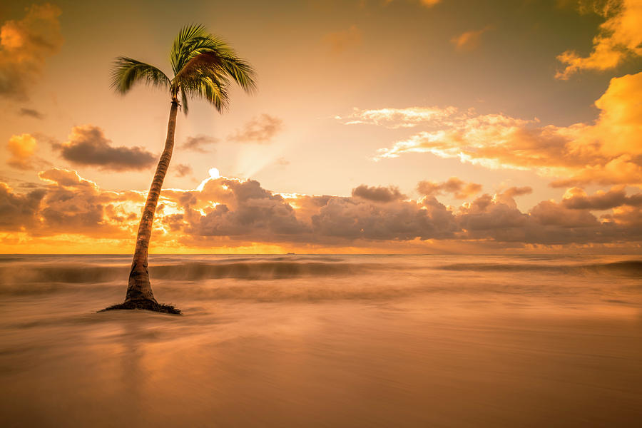 Single Palm Tree Photograph by Yves Gagnon