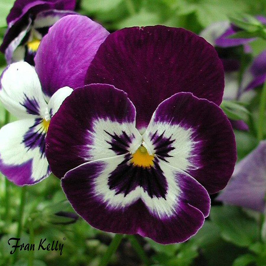 Flowers Still Life Photograph - Single Pansy by Fran Kelly