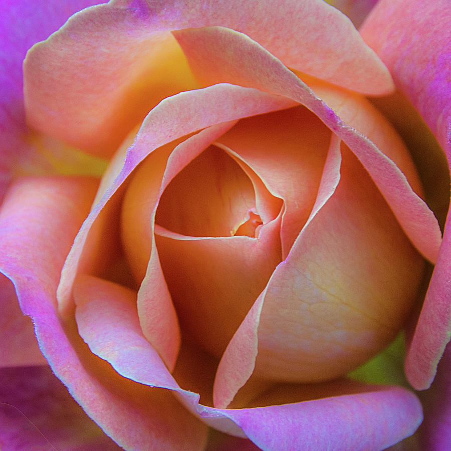 Nature Photograph - Single Peach Pink Rose by Julie Palencia