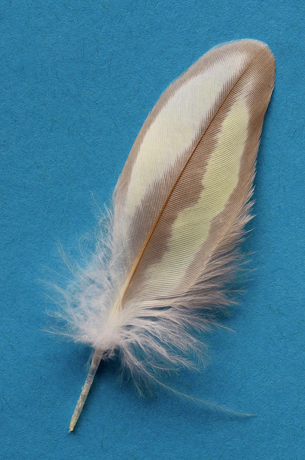 Single Pearl Cockatiel feather on a blue background Photograph by ...