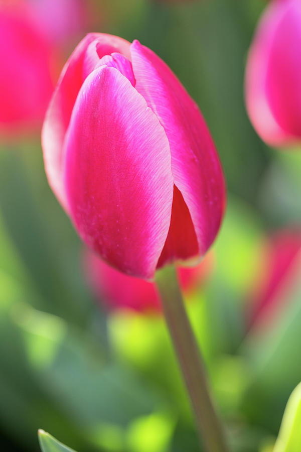 Single Pink and Red Tulip in Spring Garden Photograph by Carol Mellema ...