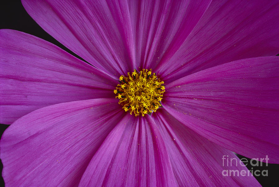 Daisy Photograph - Single Pink Aster by Brent Black - Printscapes