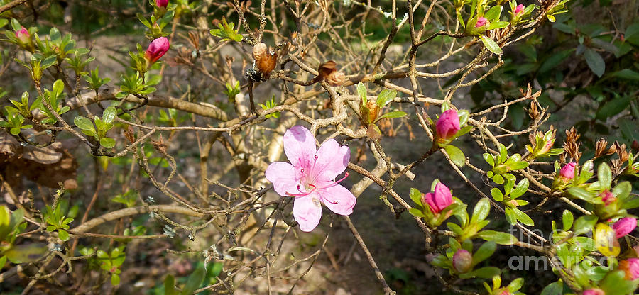 Single pink bloom bush Photograph by Francesca Mackenney