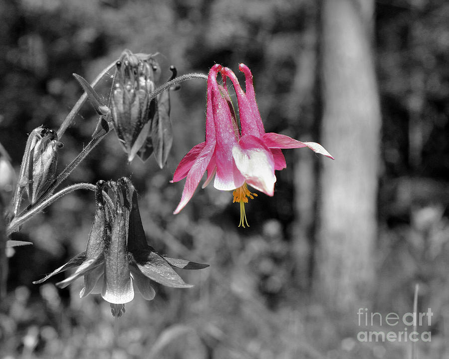 Single Pink Columbine Photograph by Smilin Eyes Treasures