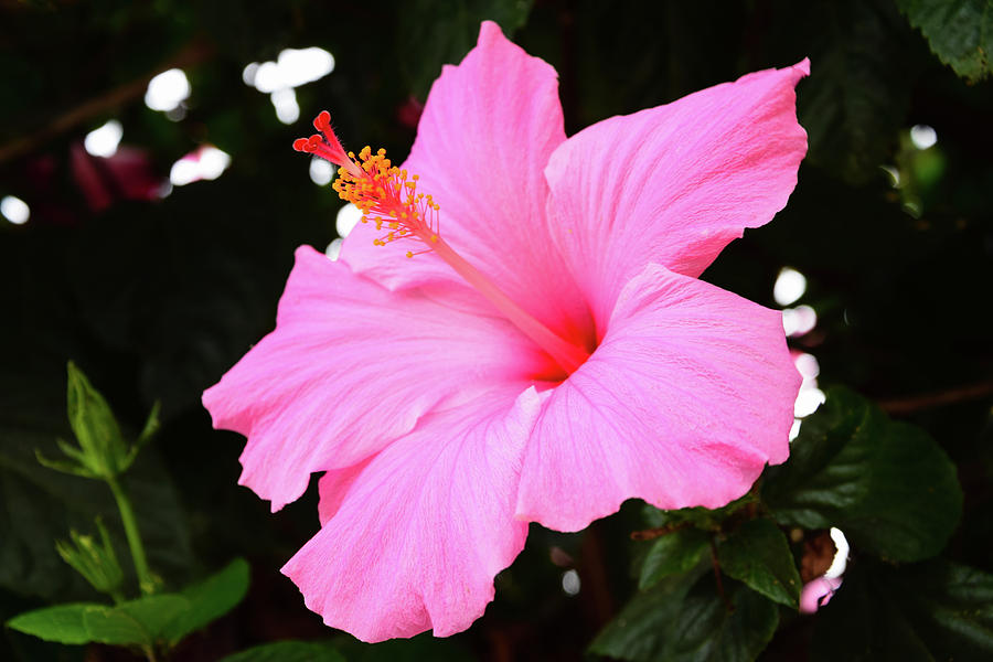 Single Pink Hibiscus Photograph by Robert VanDerWal - Fine Art America