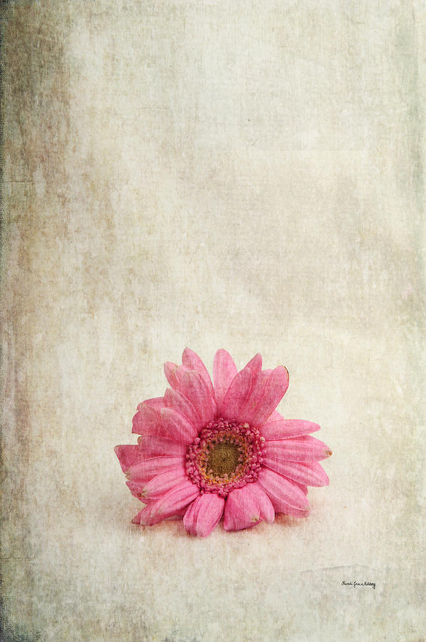 Single Pink Photograph by Randi Grace Nilsberg