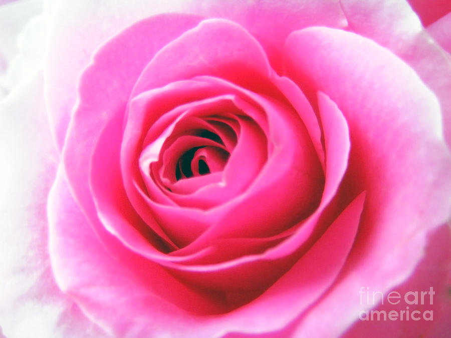 Single Pink Rose Photograph by Nina Ficur Feenan