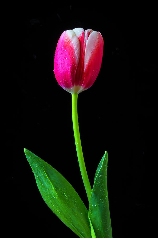 Single Pink Tulip Photograph by Garry Gay
