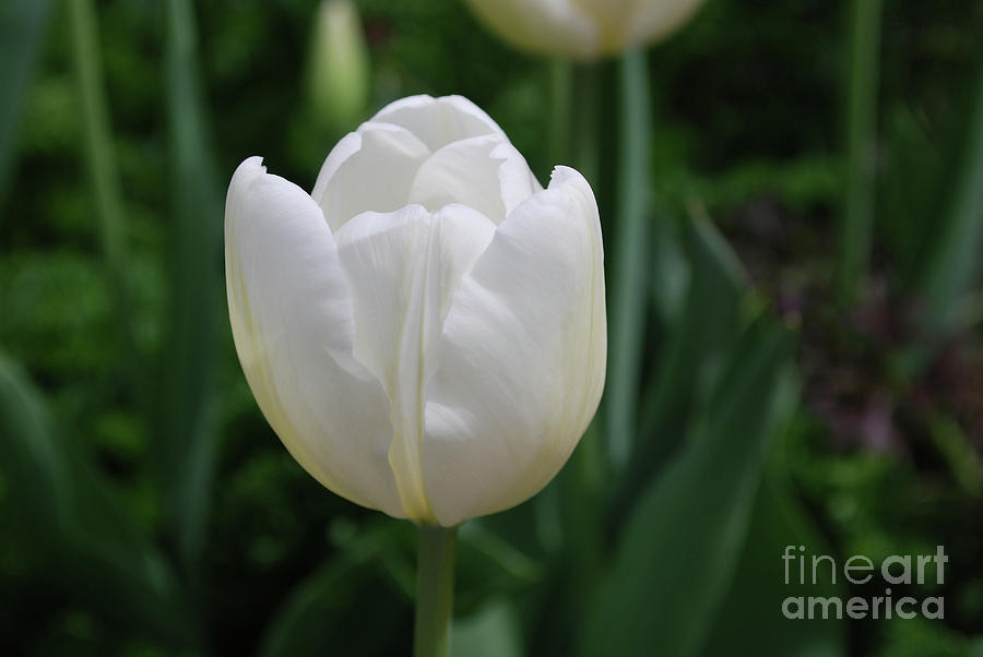 Single Plain White Blooming Tulip Flower Blossom Photograph by DejaVu Designs