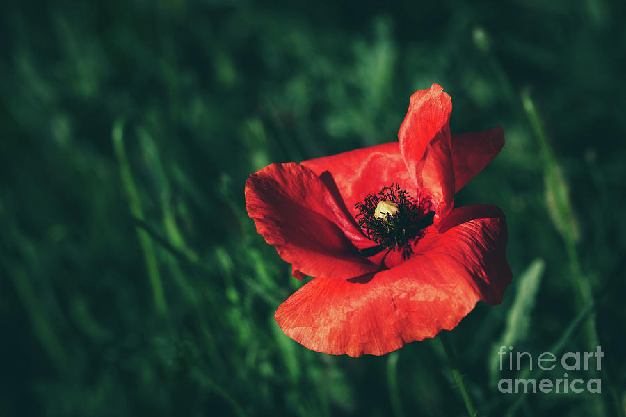 Single poppy flower in a green grass field. Photograph by Michal Bednarek
