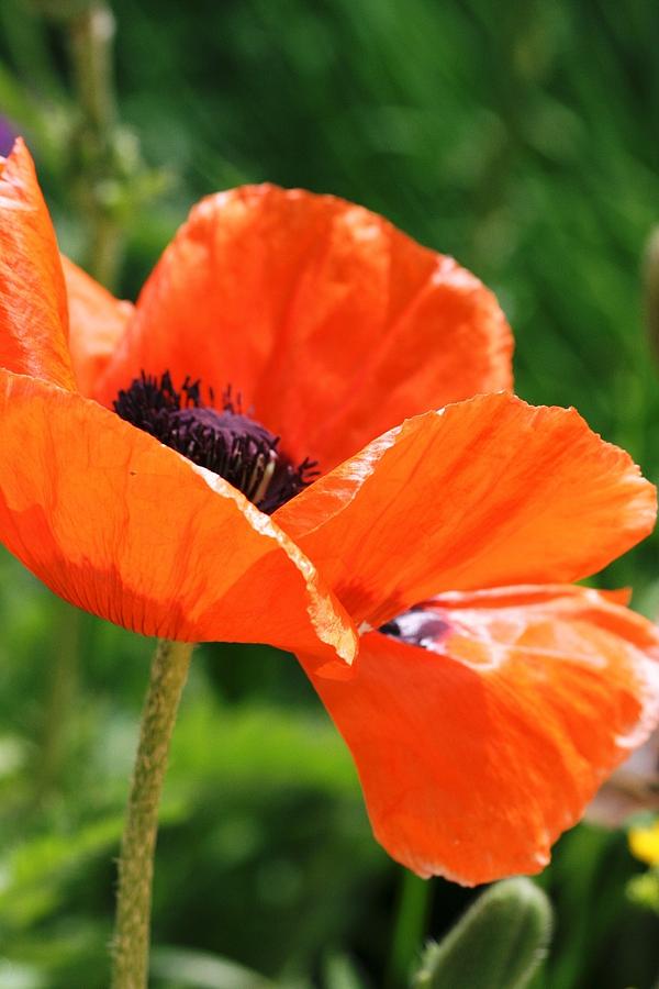 Single Poppy Photograph by Melanie Beasley - Fine Art America