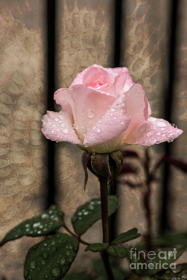 Rose-single Pristine Photograph by Judy Wolinsky