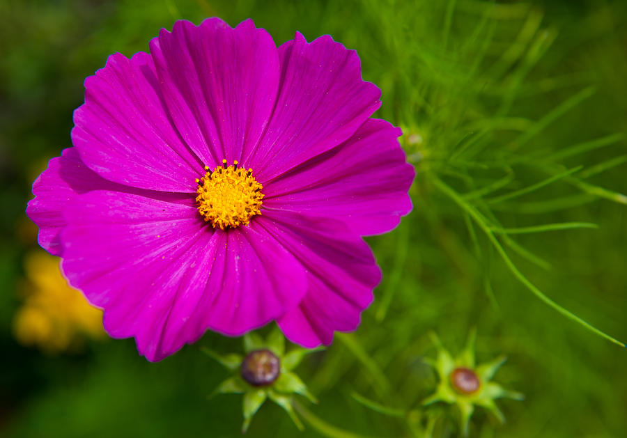 Single Purple Cosmos Flower Photograph by Helen Jackson