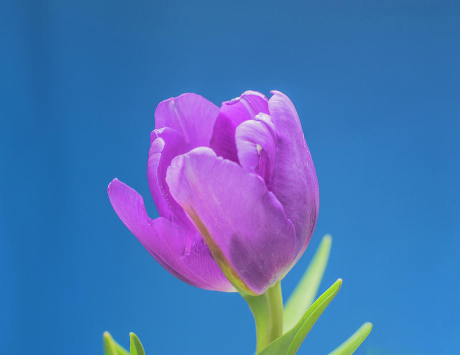 Spring Photograph - Single Purple Tulip Against a Deep Blue Background by Diane Bell