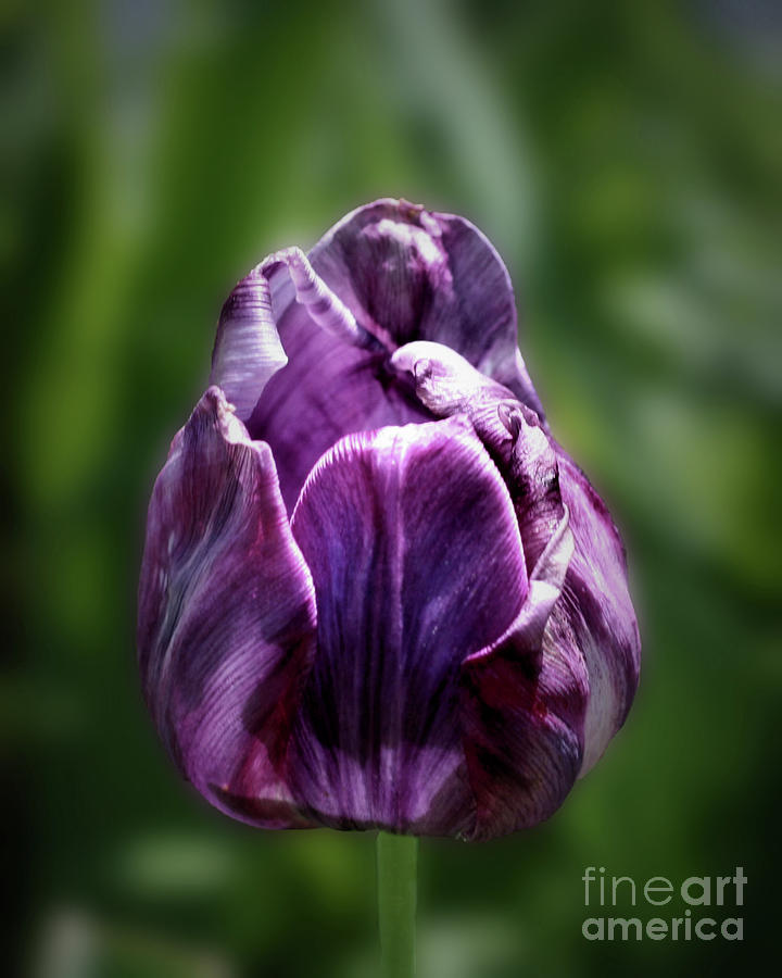 Single Purple Tulip Photograph by Smilin Eyes Treasures