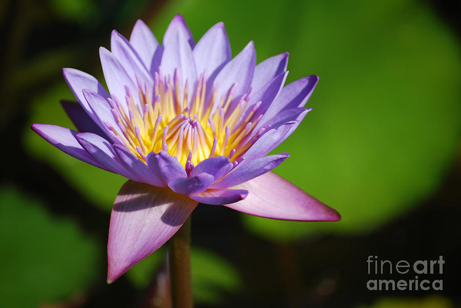 Single Purple Water Lily Number One Photograph by Heather Kirk
