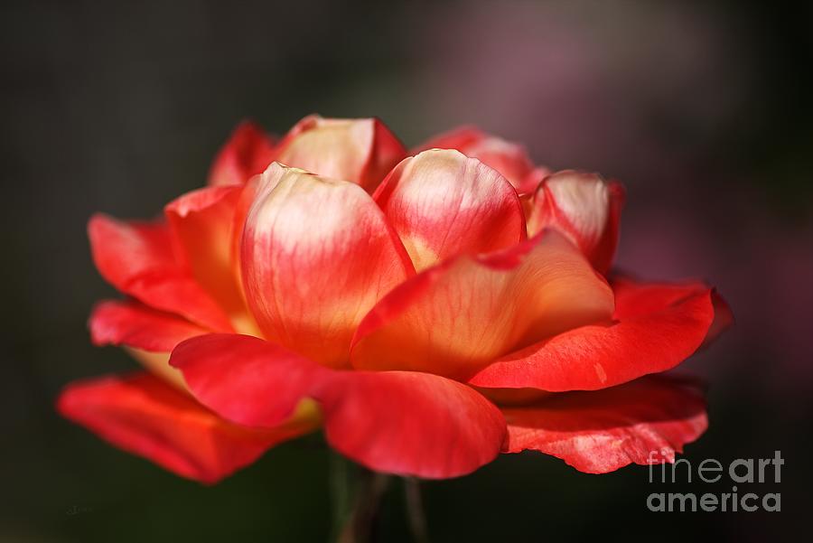 Single Red and Orange Rose Photograph by Joy Watson