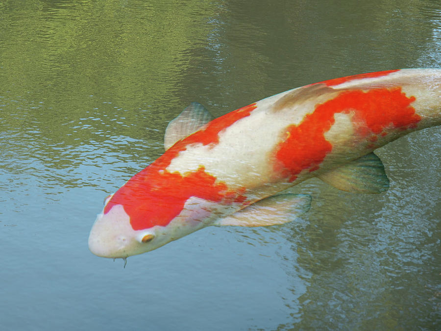 Single Red and White Koi Photograph by Gill Billington
