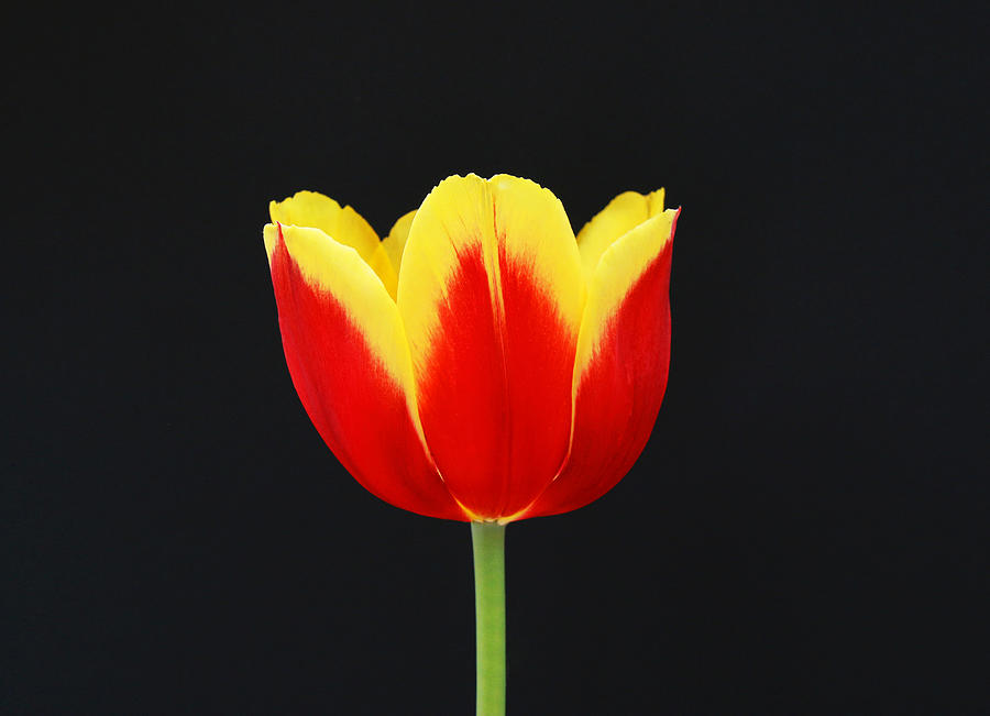 Single Red and Yellow Tulip on Black # 2 Photograph by Allen Beatty