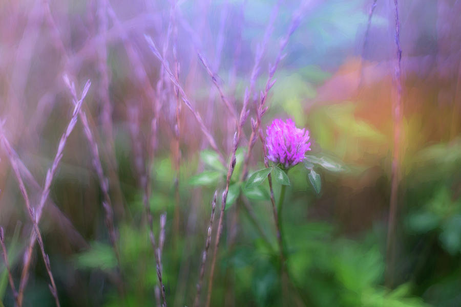Single Red Clover Photograph