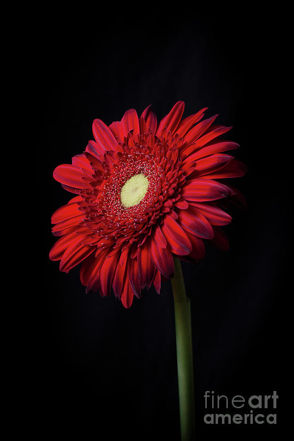 Flower Photograph - Single Red Flower by Edward Fielding