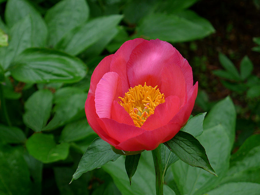 Single Red Peony Photograph by Richard Reeve