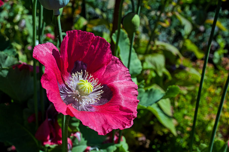 Poppy Photograph - Single Red Poppy - Jensen-Olsen Arboretum by Cathy Mahnke