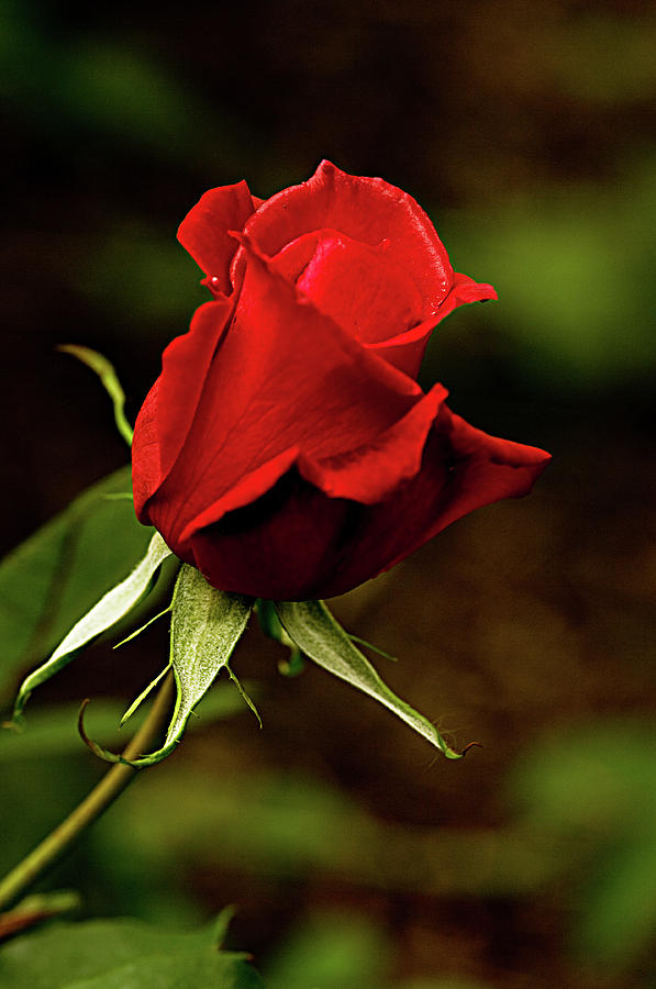 Single Red Rose Bud by Jacqi Elmslie
