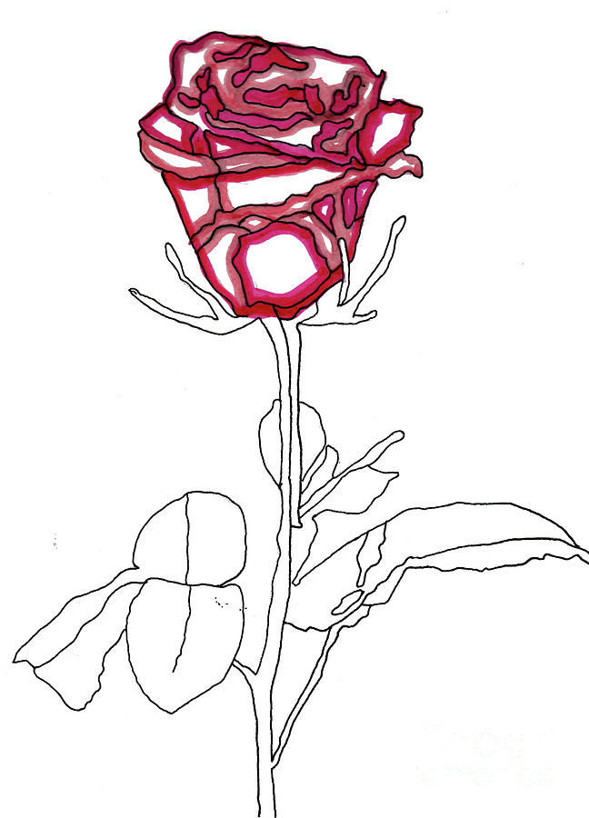 Single Red Rose Drawing Drawing By Christine Perry