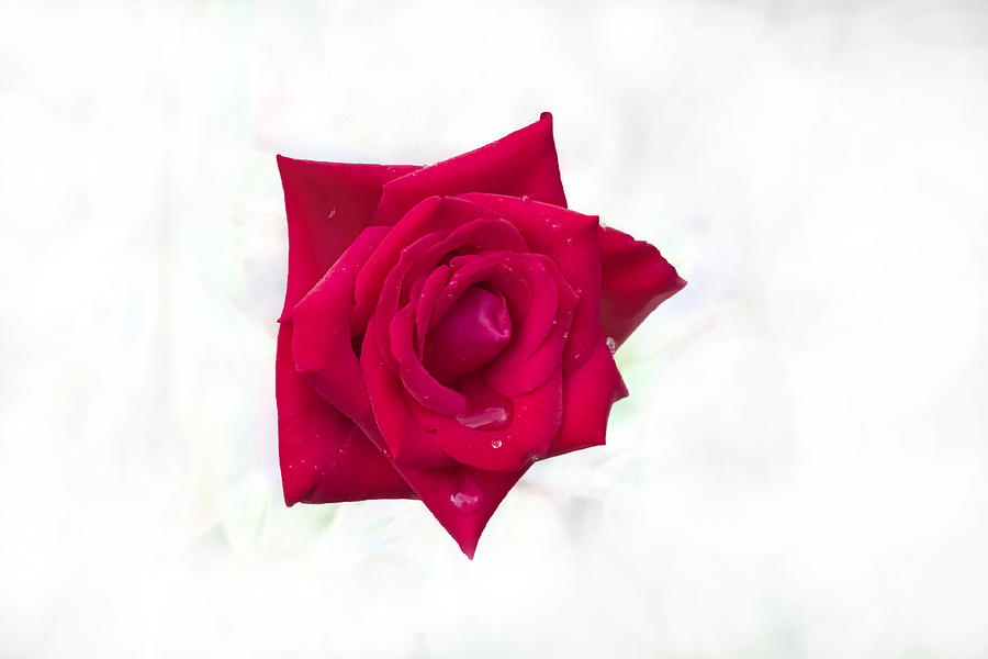 Single Red Rose Photograph by Judy Hall-Folde