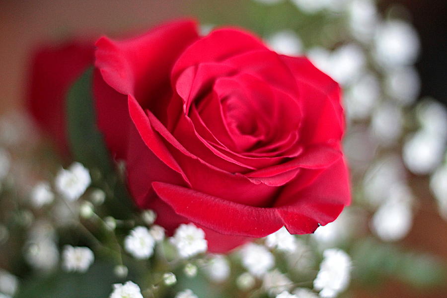 Single Red Rose Photograph by Linda Crockett - Fine Art America