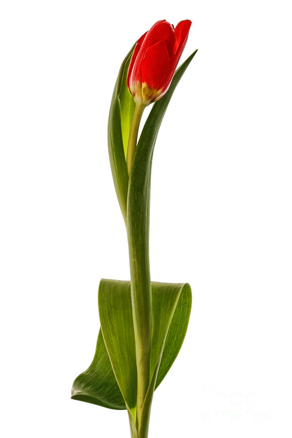 Spring Photograph - Single Red Tulip by Ann Garrett
