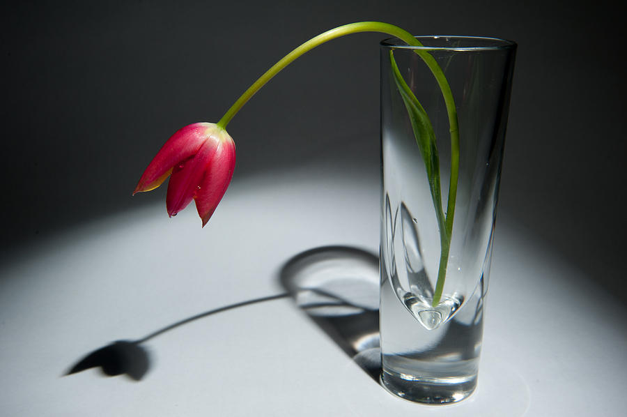 Single Red Tulip in Vase Photograph by Helen Jackson