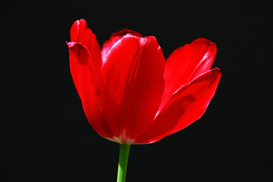 Spring Photograph - Single Red Tulip on Black by Allen Beatty