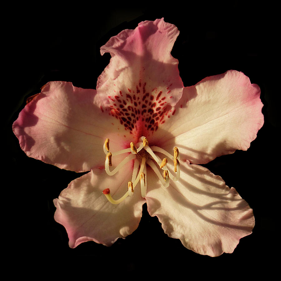 Single Rhodo Bloom Photograph by Inge Riis McDonald